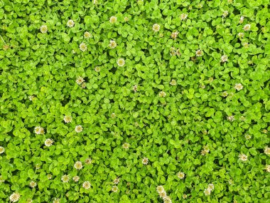 Textura de tierra seca cuarteada por la sequia