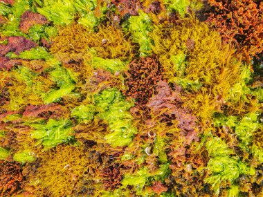 Algas en la orilla del mar