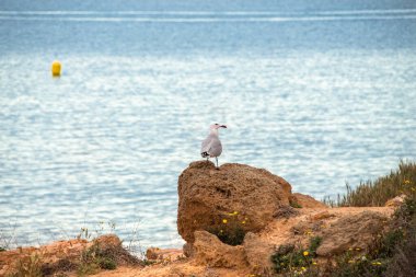 Vega Baja del Segura - Las calas de Torrevieja