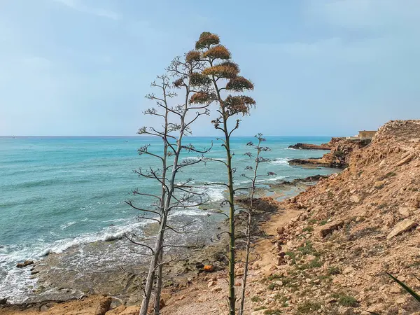 Vega Baja del Segura - Las calas de Torrevieja