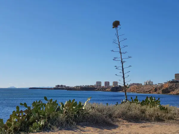 Vega Baja del Segura - Calas de Torrevieja