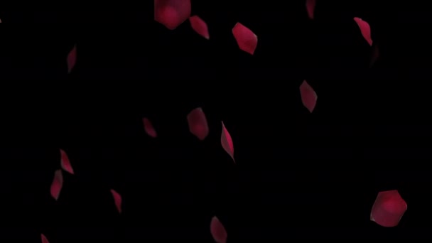 Rose Petals Falling Loop Black Background Valentines Day Concept — 비디오