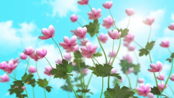 Japanese Anemone Flower Nature Background — Vídeo de stock