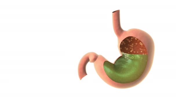 胃の中の酸の還流 — ストック動画
