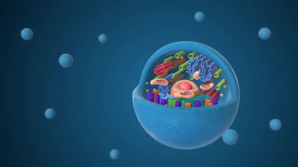 Биологические Клетки Животных Органеллами — стоковое видео