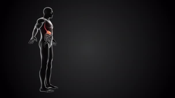 Corpo Umano Con Anatomia Dello Stomaco Loop — Video Stock