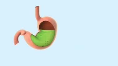 Human stomach with viruses and bacteria medical background