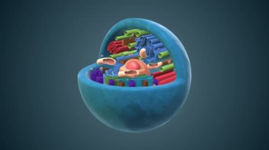 Internal structure of an animal cell