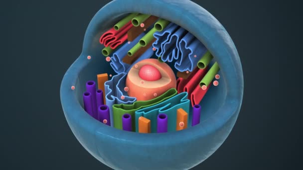 Внутренняя Структура Клетки Животного — стоковое видео