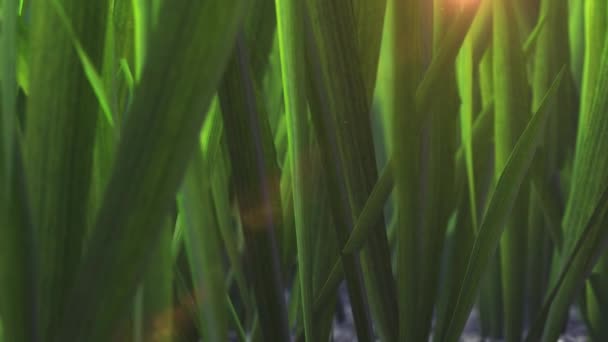 Zielona Trawa Tło Wiosna Świeży — Wideo stockowe