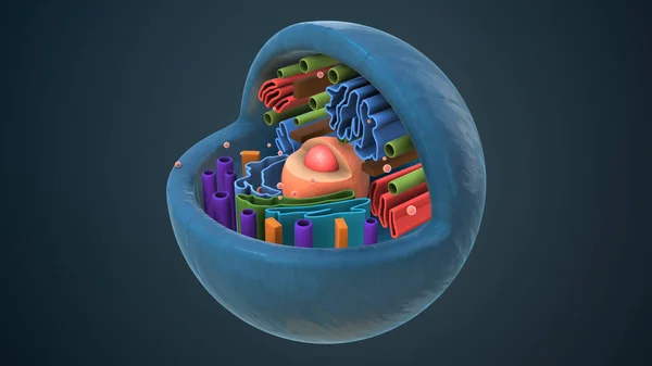 Εσωτερική Δομή Ενός Ζωικού Κυττάρου — Φωτογραφία Αρχείου