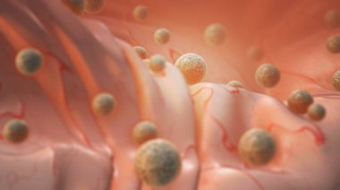 Human cell or Embryonic stem cell