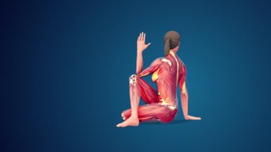 3D human Ardha Matsyendrasana or Half Lord of the Fishes yoga pose on blue background, loopable