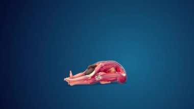 3D human Janu Sirsasana yoga pose on blue background, loopable