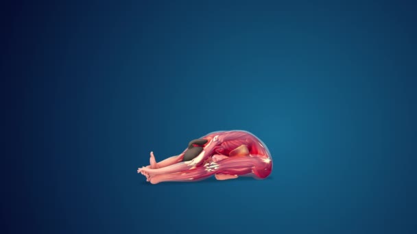 Human Janu Sirsasana Yoga Pose Blue Background Loopable — Vídeo de stock