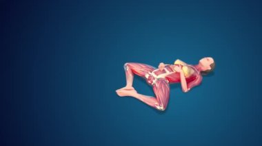 3D human Supta Baddha Konasana or Reclining Bound Angle Pose yoga pose on blue background, loopable