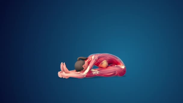 Human Paschimottanasana Yoga Pose Blue Background Loopable — 图库视频影像