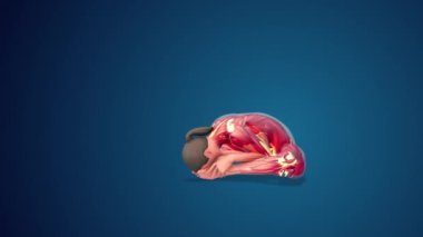 3D human Baddha Konasan or Bound Angle variation yoga pose on blue background, loopable