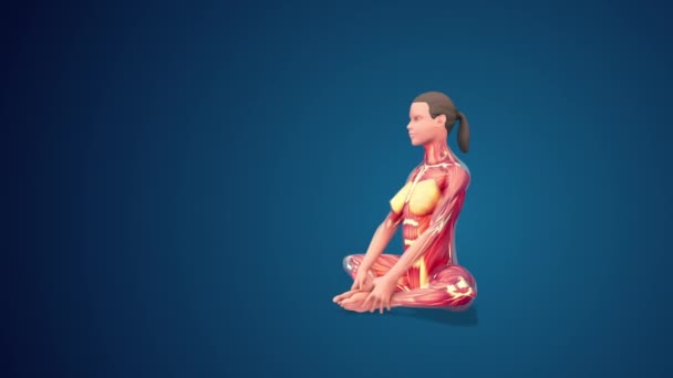 Människa Baddha Konasan Eller Bound Angle Yoga Pose Blå Bakgrund — Stockvideo