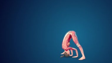 3D insan Prasarita padottanasana geniş duruş öne eğilme yoga pozu mavi arkaplan, döngüye açık