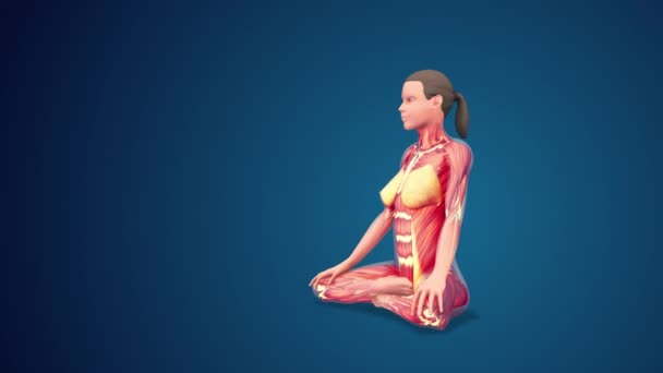 Human Siddhasana Adepts Yoga Pose Blue Background Loopable — Vídeo de stock