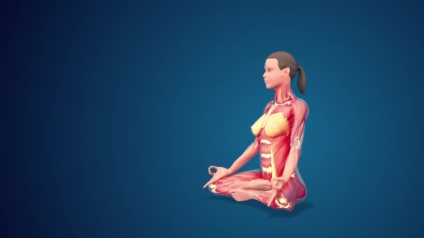 Människa Siddhasana Med Hand Mudra Yoga Pose Blå Bakgrund Loopable — Stockvideo