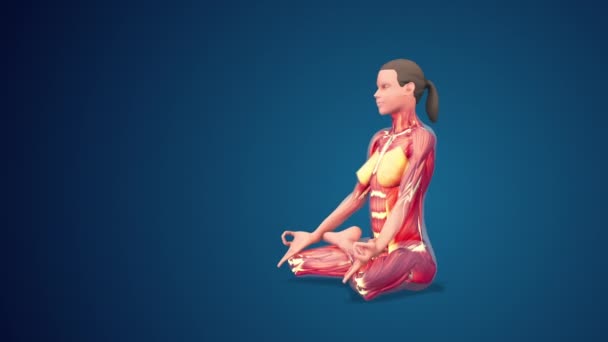 Human Padmasana Lotus Yoga Pose Blue Background Loopable — Stok video