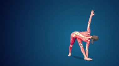 3D insan Parivrtta Trikonasana yoga pozu mavi arka planda, döngü özelliği var
