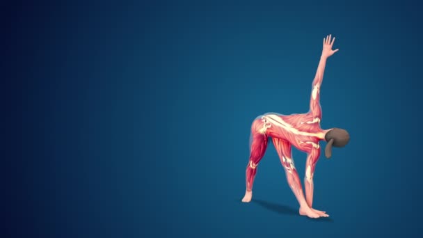 Humano Parivrtta Trikonasana Yoga Pose Sobre Fondo Azul Loopable — Vídeos de Stock