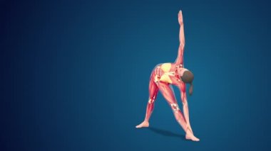 3D human Utthita Trikonasana or Extended Triangle yoga pose on blue background, loopable