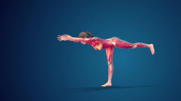 3D人間Virabhadrasana Iiiヨガポーズ上の青の背景 ループ可能 — ストック動画