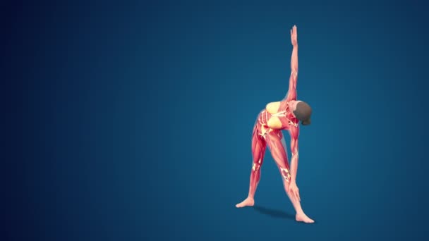 Human Trikonasana Triangle Yoga Pose Blue Background Loopable — Vídeo de stock