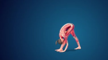 3D human Parsvottanasana or Intense Side Stretch yoga pose on blue background, loopable