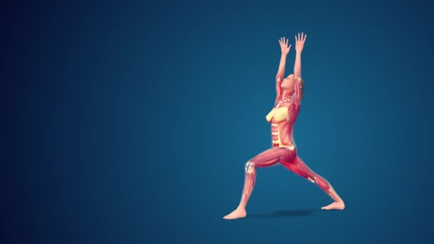 Umana Virabhadrasana Variazione Estesa Guerriero Yoga Posa Sfondo Blu Loop — Video Stock