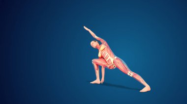 3D human Utthita Parsvakonasana or Extended Side Angle yoga pose on blue background