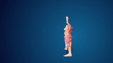 3D human Utthita Parsvakonasana or Extended Side Angle yoga pose on blue background