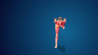 3D human Virabhadrasana III yoga pose on blue background