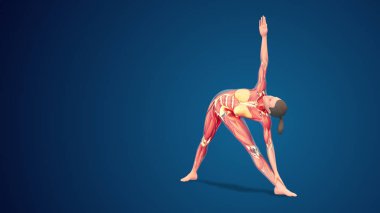 3D human Utthita Trikonasana or Extended Triangle yoga pose on blue background