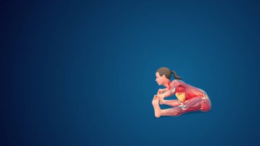 3D human Upavistha Konasana or Seated Wide-Angle yoga pose on blue background