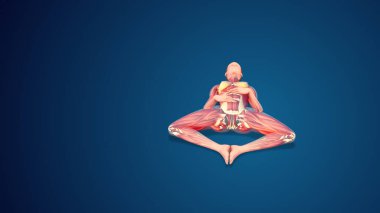 3D human Supta Baddha Konasana or Reclining Bound Angle Pose yoga pose on blue background