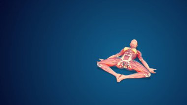 3D human Supta Baddha Konasana or Reclining Bound Angle variation Pose yoga pose on blue background
