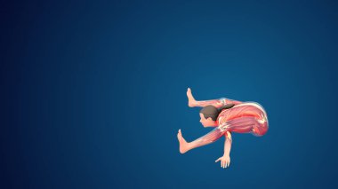 3D human Kurmasana or Turtle yoga pose on blue background