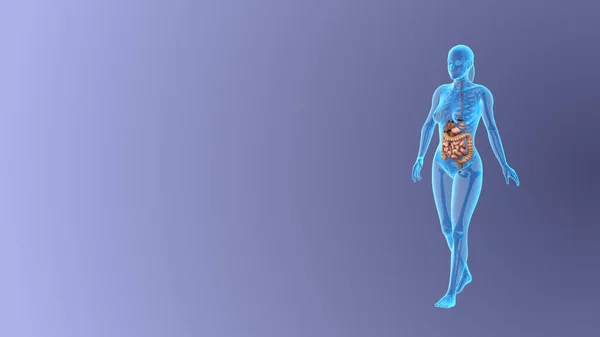 Anatomia Del Sistema Digestivo Femminile — Foto Stock