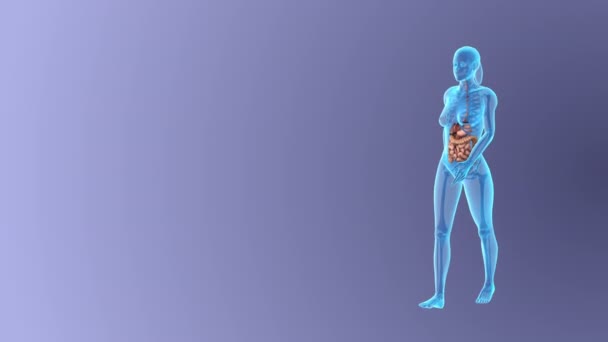 Анатомія Травної Системи Жінок — стокове відео