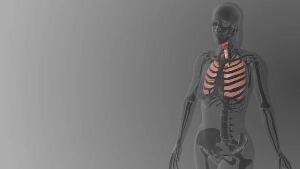 Anatomia Polmonare Femminile Background Medico — Foto Stock