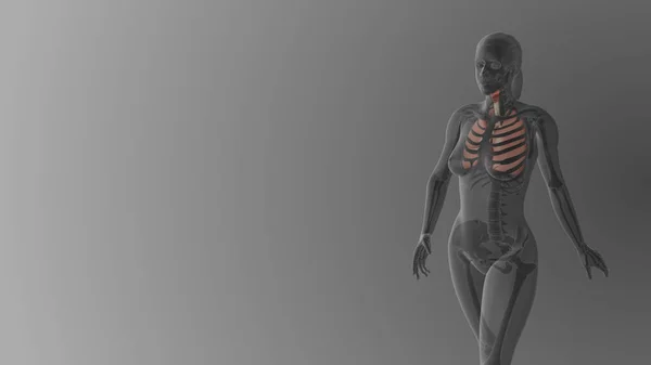 Anatomia Polmonare Femminile Background Medico — Foto Stock