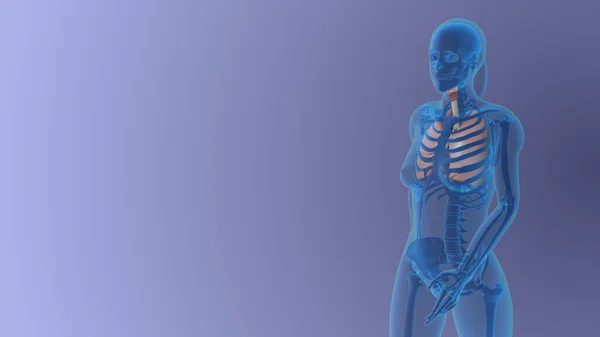 Vrouwelijke Longen Anatomie Medisch Concept — Stockfoto