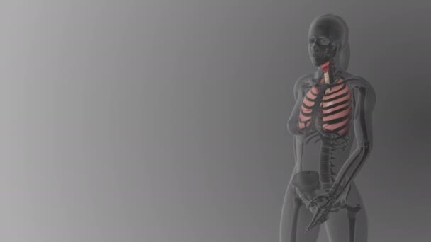 Kvinna Lungor Anatomi Medicinsk Bakgrund — Stockvideo