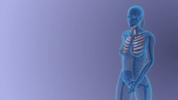 Kadın Ciğerleri Anatomisi Tıbbi Konsepti — Stok video