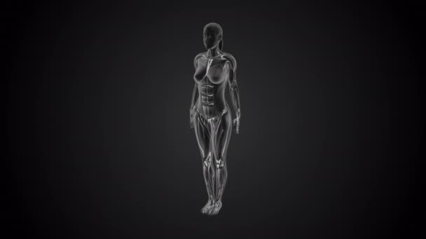 黑色背景下的3D人体塔达斯山瑜伽姿势 — 图库视频影像
